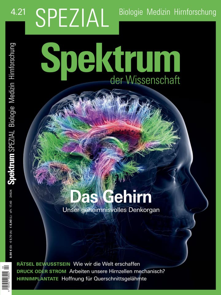  Das Gehirn