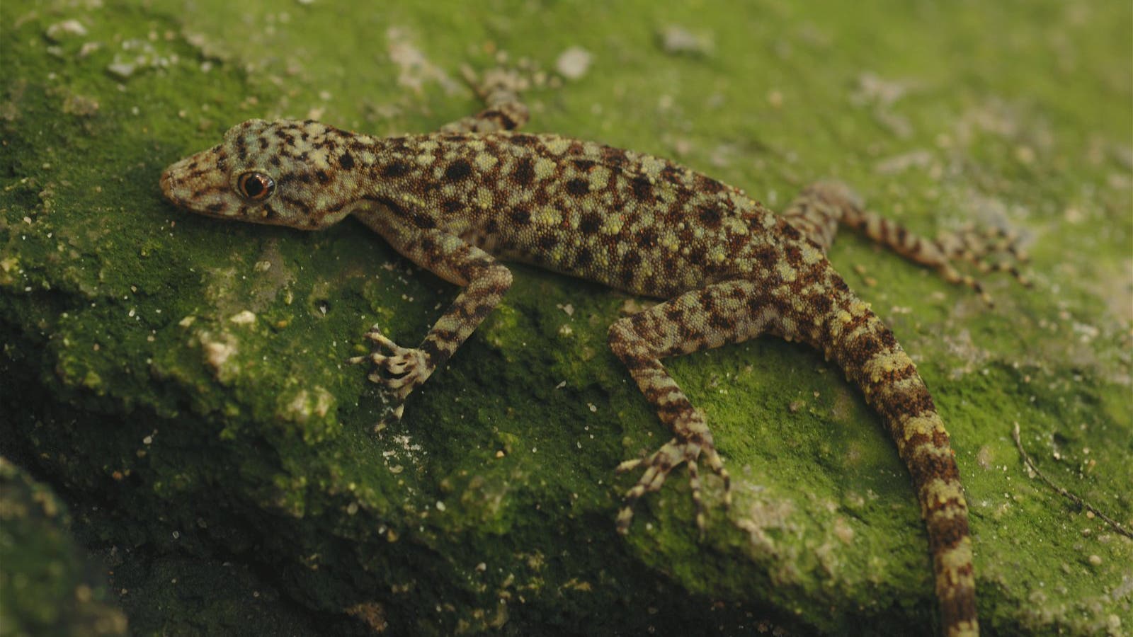 Dünnfingergecko