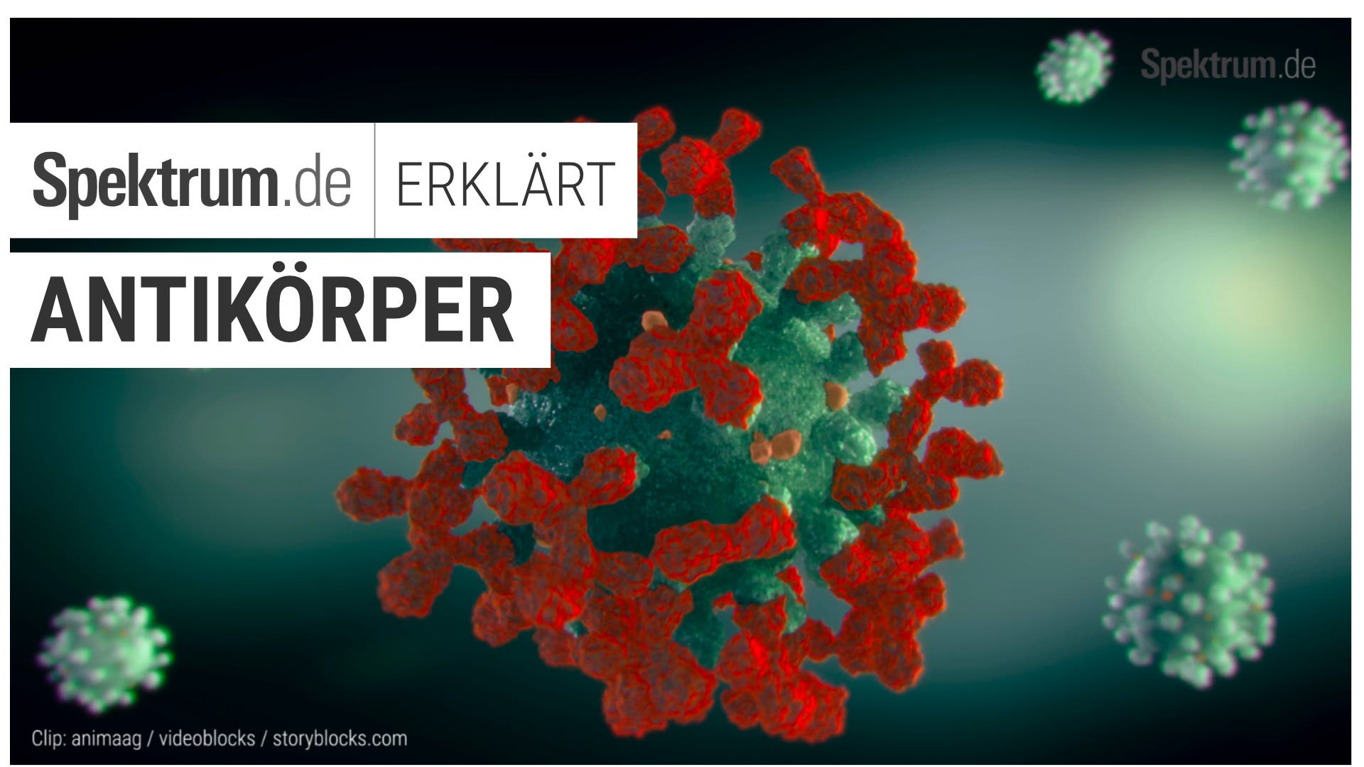 Wie bekämpfen Antikörper Viren und Bakterien?