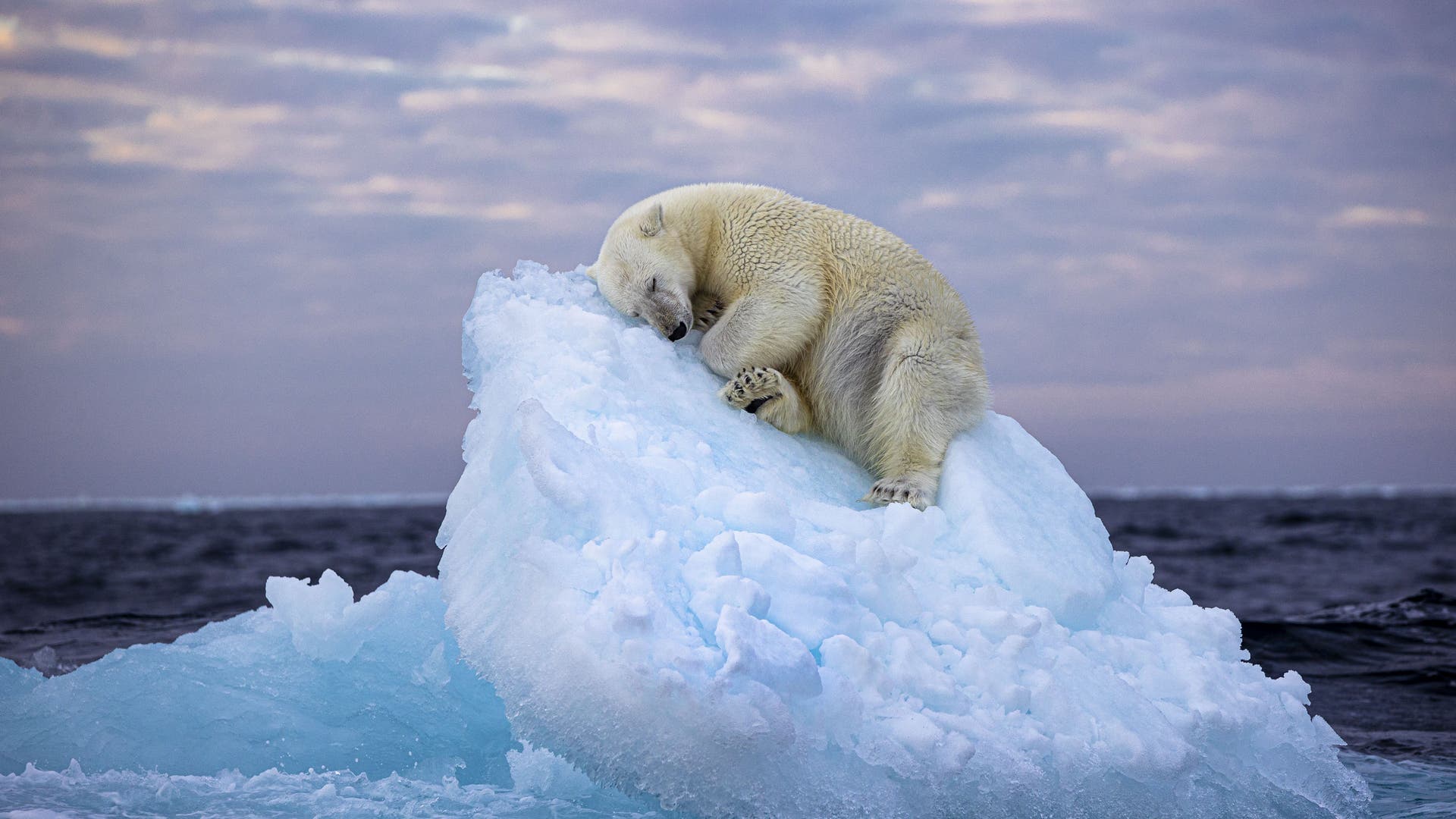 Ein schlafender Eisbär auf einer Scholle