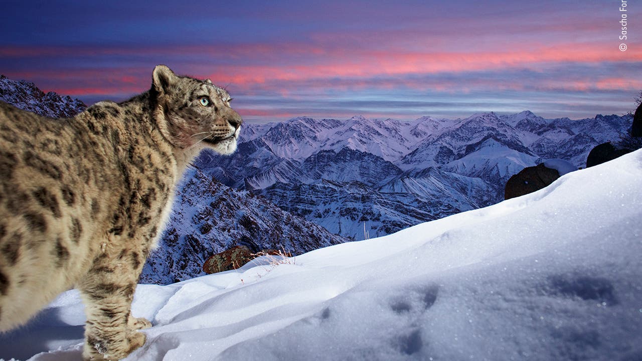 Großkatze im Schnee