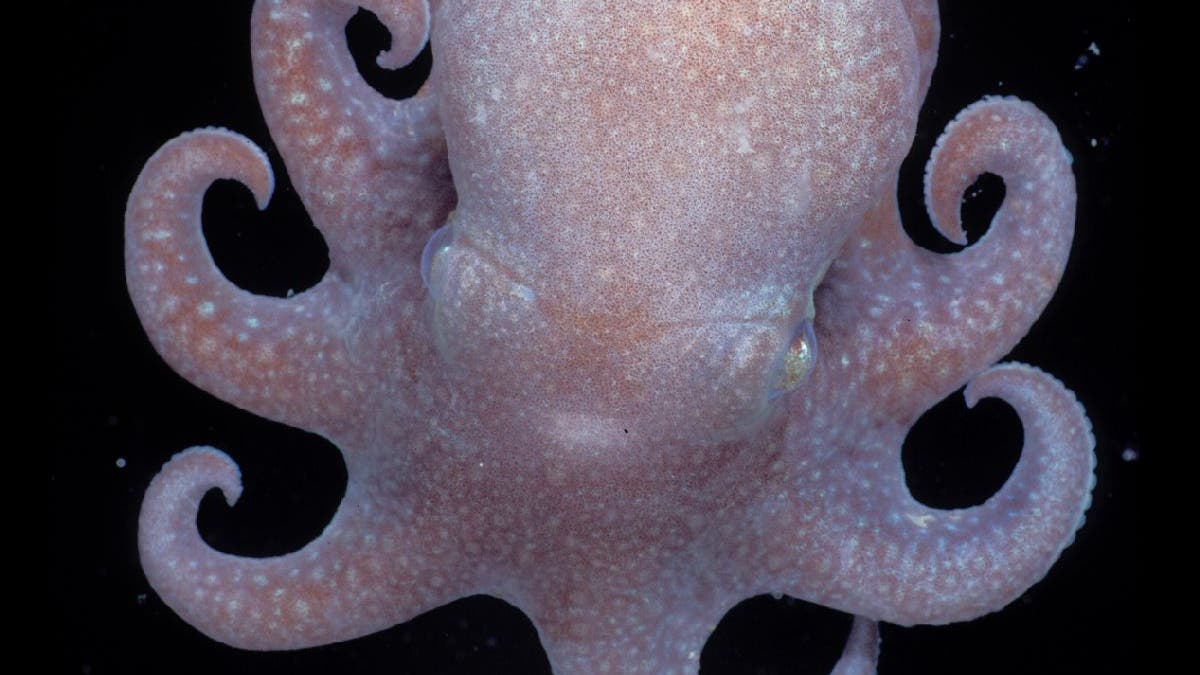 <i>Megaleledone setebos</i>