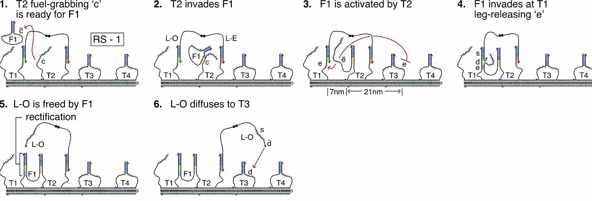 Laufende DNA