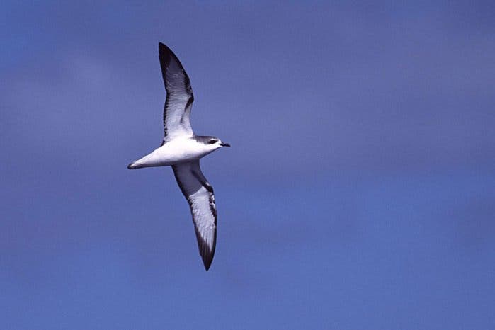 Cook-Sturmvogel