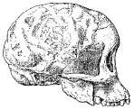 <i>Australopithecus africanus</i>