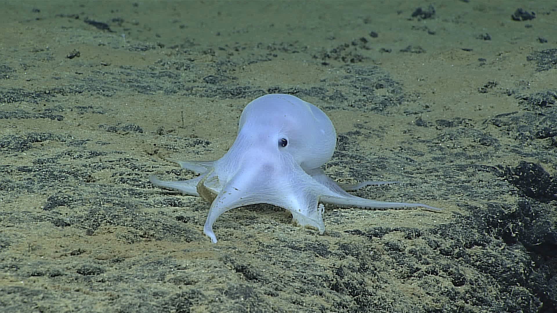 Tiefseekraken
