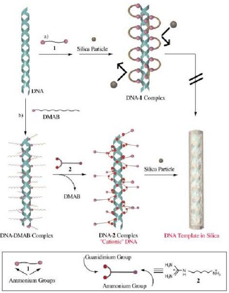 DNA als Schablone