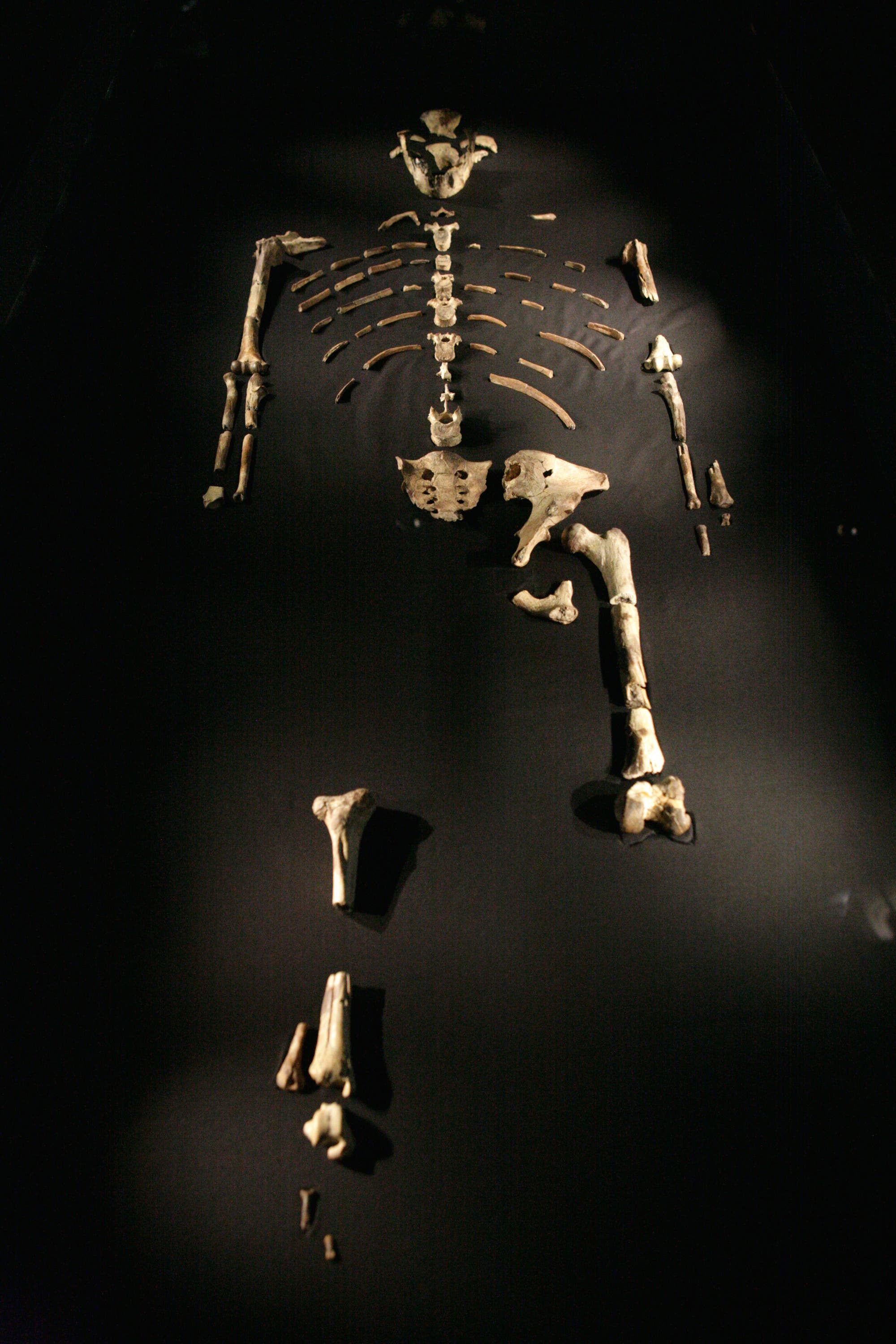 Ein unvollständiges Skelett eines frühen menschlichen Vorfahren, bekannt als Australopithecus afarensis, liegt auf einem dunklen Hintergrund ausgestellt. Die Knochen sind sorgfältig angeordnet, um die ursprüngliche Körperstruktur zu zeigen. Das 3,2 Millionen Jahre alte Fossil wird oft als "Lucy" bezeichnet.