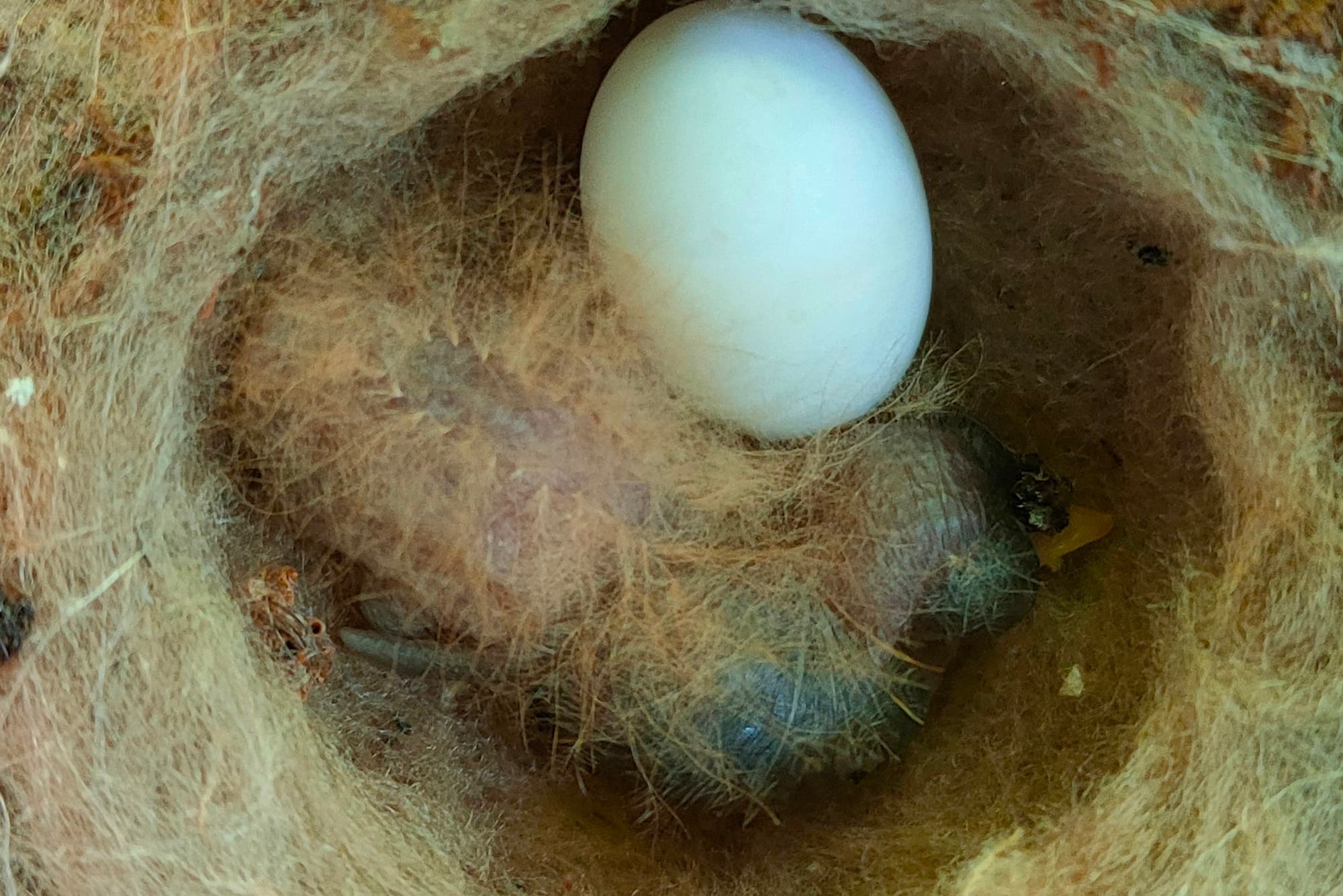 Ein kleines Vogelnest mit einem weißen Ei und einem frisch geschlüpften Küken, das von weichen, braunen Nestmaterialien umgeben ist. Das Küken hat noch geschlossene Augen und ist mit feinen Daunen bedeckt.