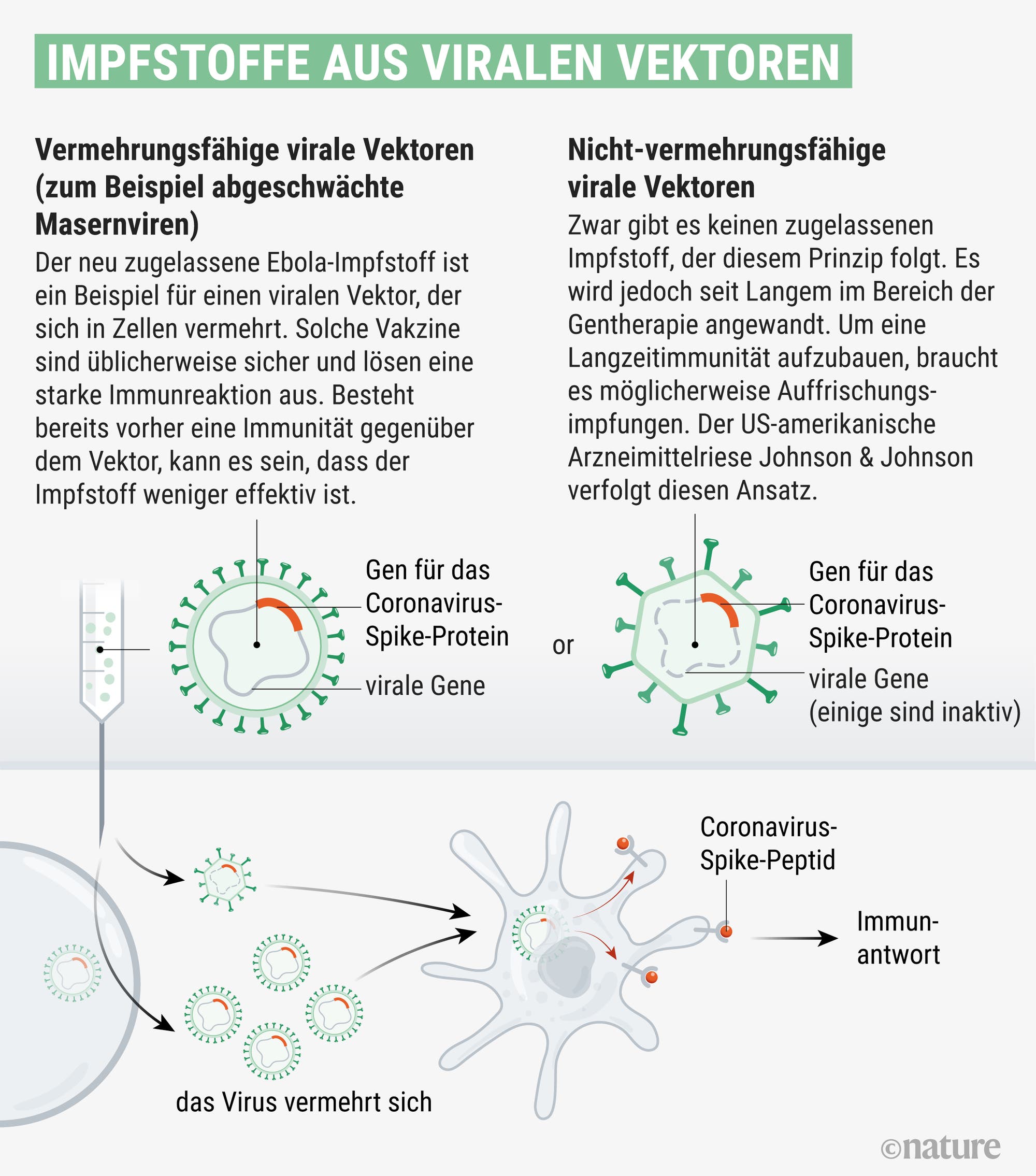 Manche davon können sich in unseren Zellen vermehren, andere nicht