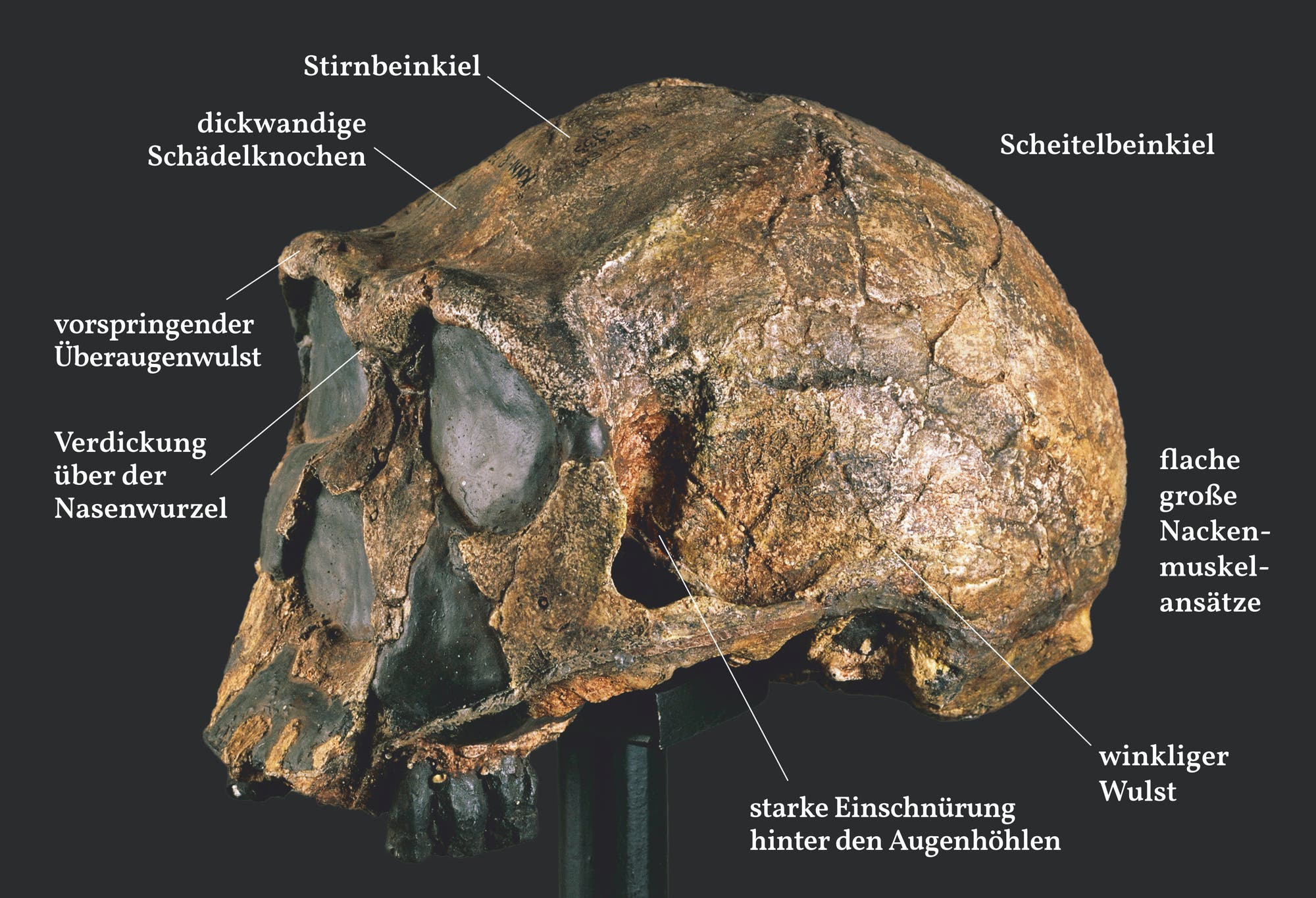 Typisch Homo erectus
