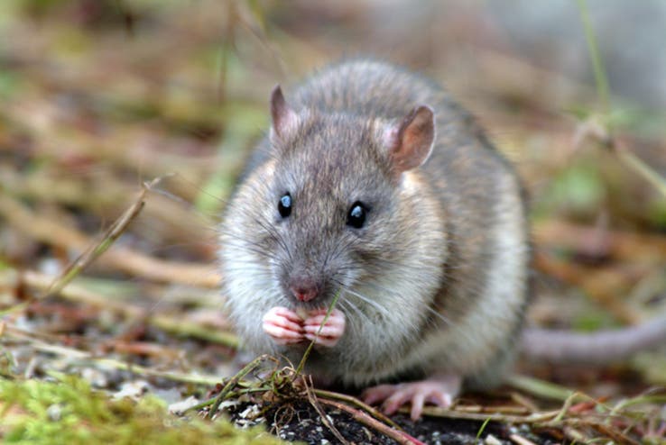 Wanderratten landeten erst vor 200 Jahren auf South Georgia im Gefolge der Walfänger und Robbenjäger an. Seitdem hatten sie sich millionenfach vermehrt und gefährdeten die einheimische Flora und Fauna – bis es ihnen mit Gift an den Kragen ging.
