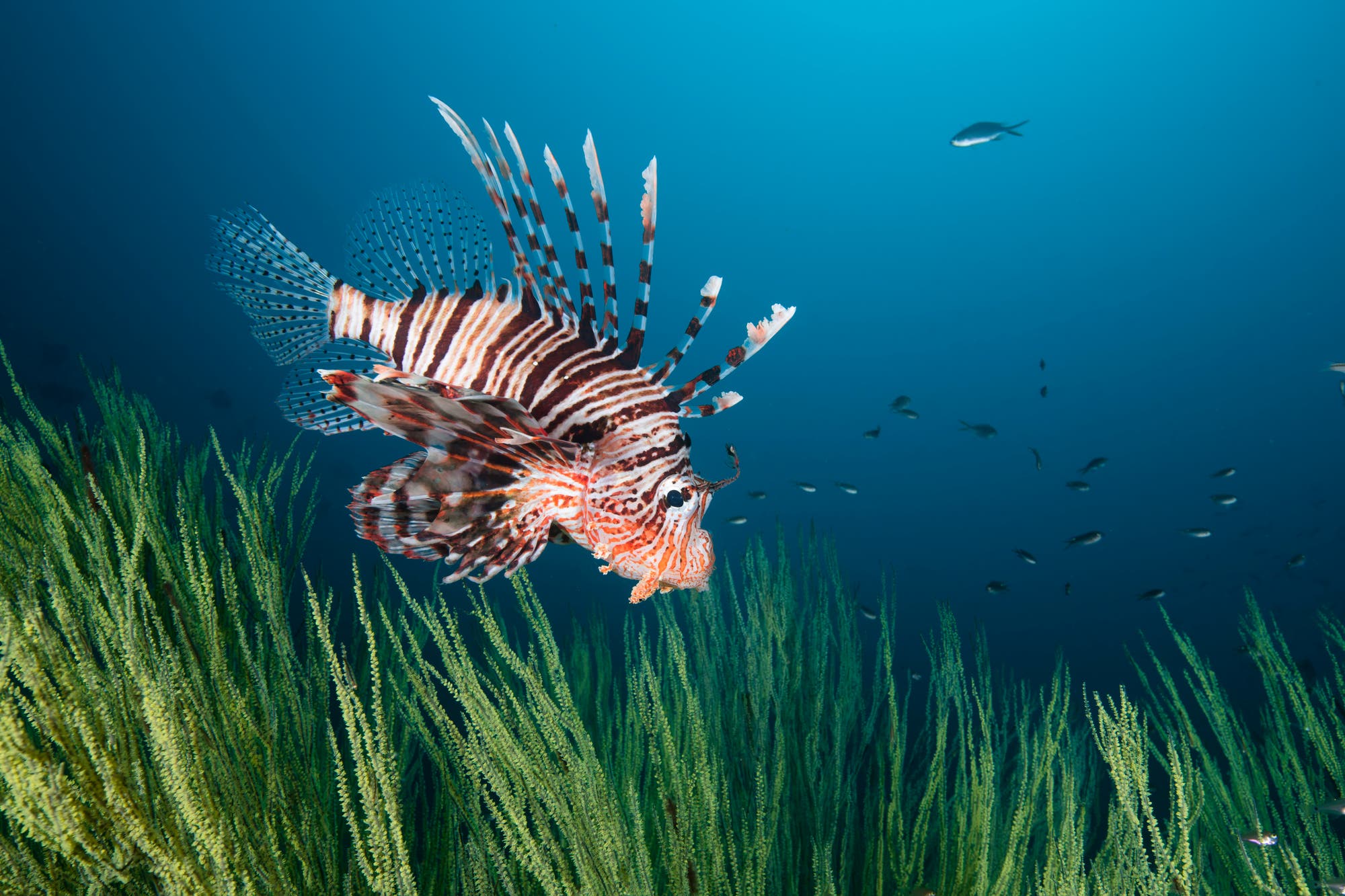 Rotfeuerfisch – Aquarienzierde wird zum hungrigen Problemfisch