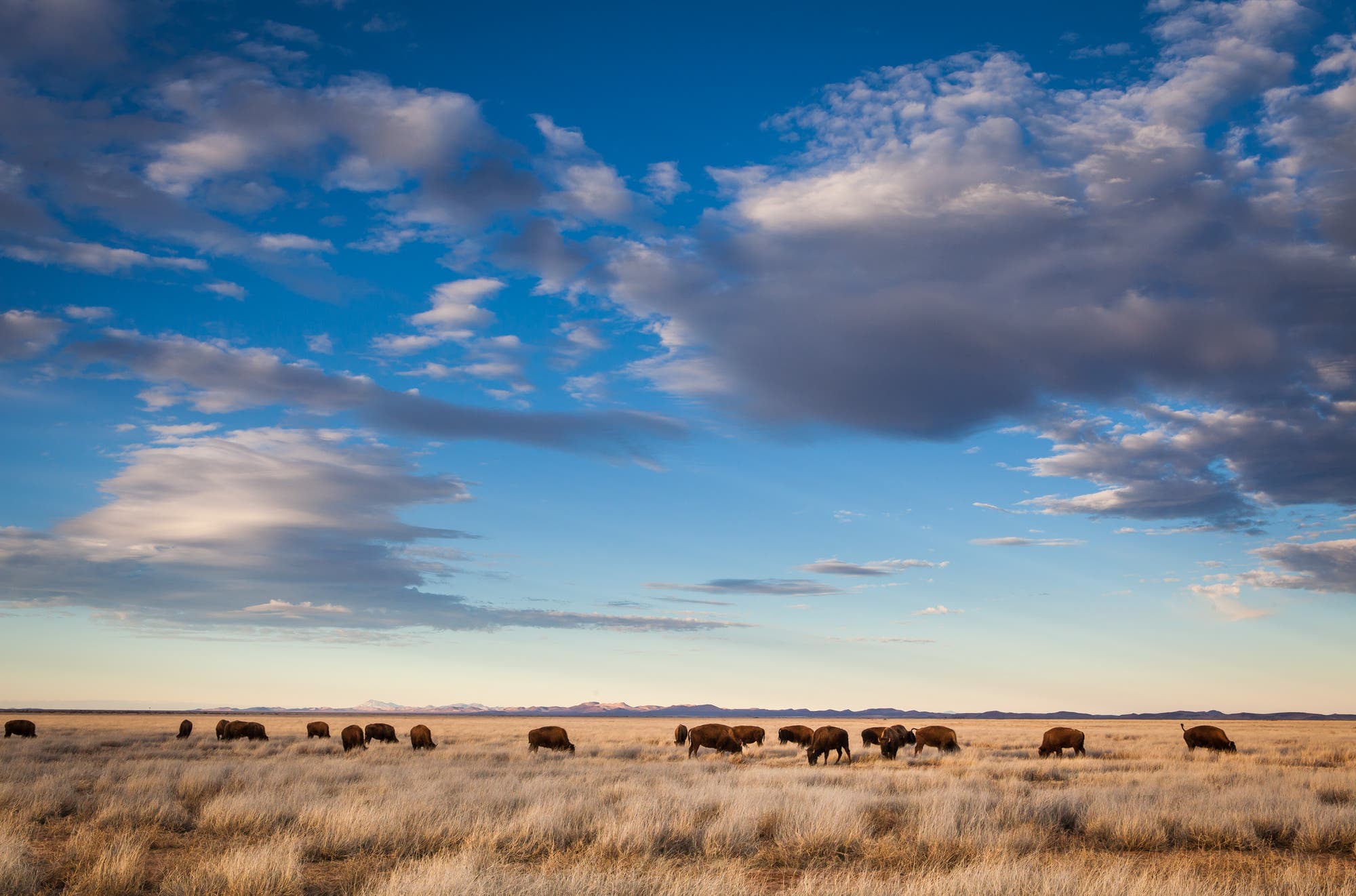 Bisons unter weitem Himmel