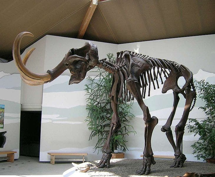 Mammut-Skelett