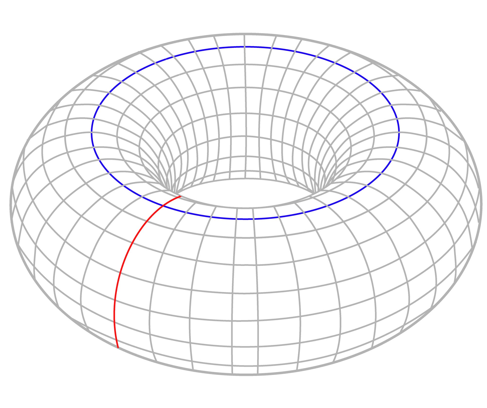 Ein Torus mit zwei Schleifen darauf