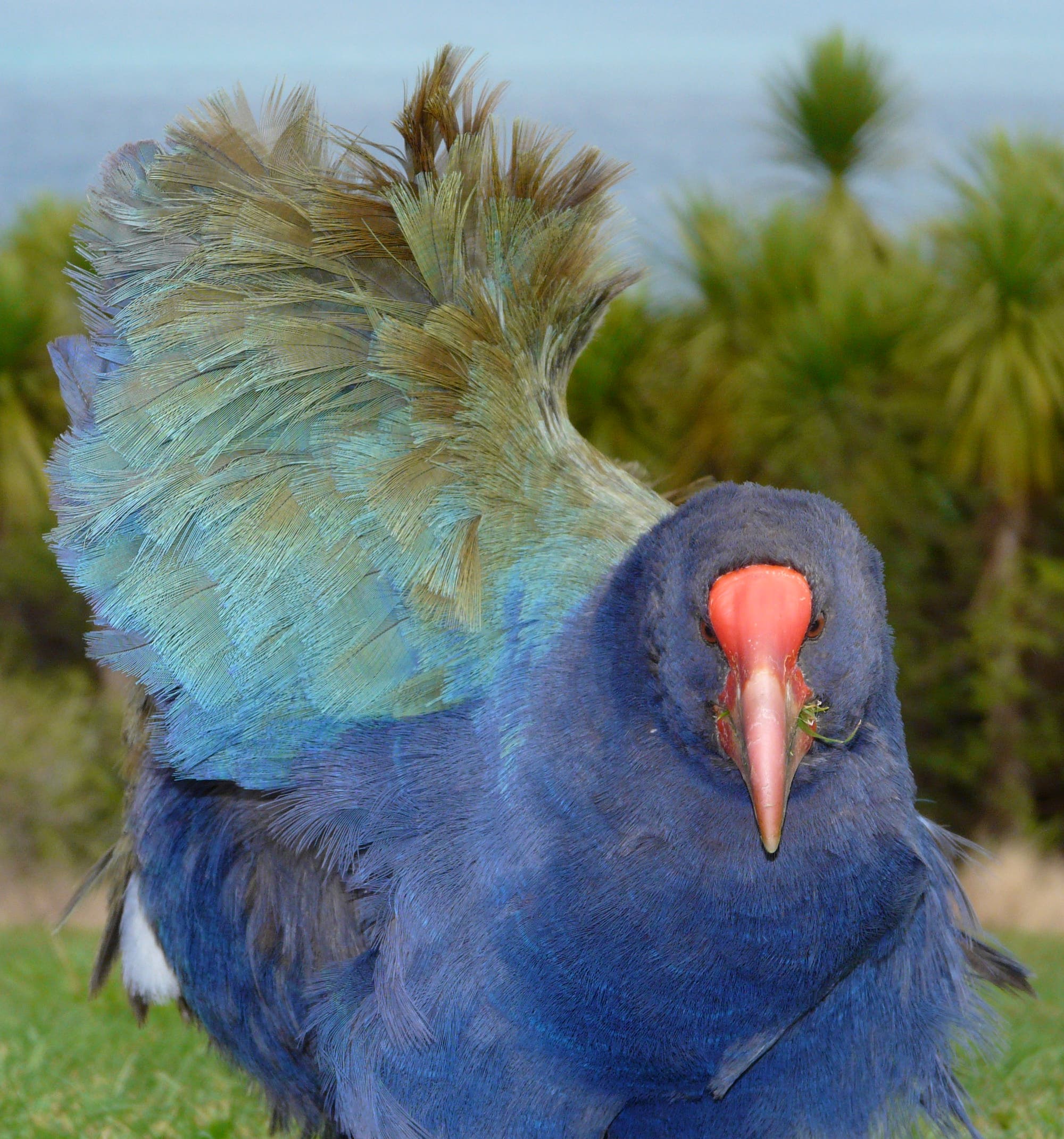 Takahe