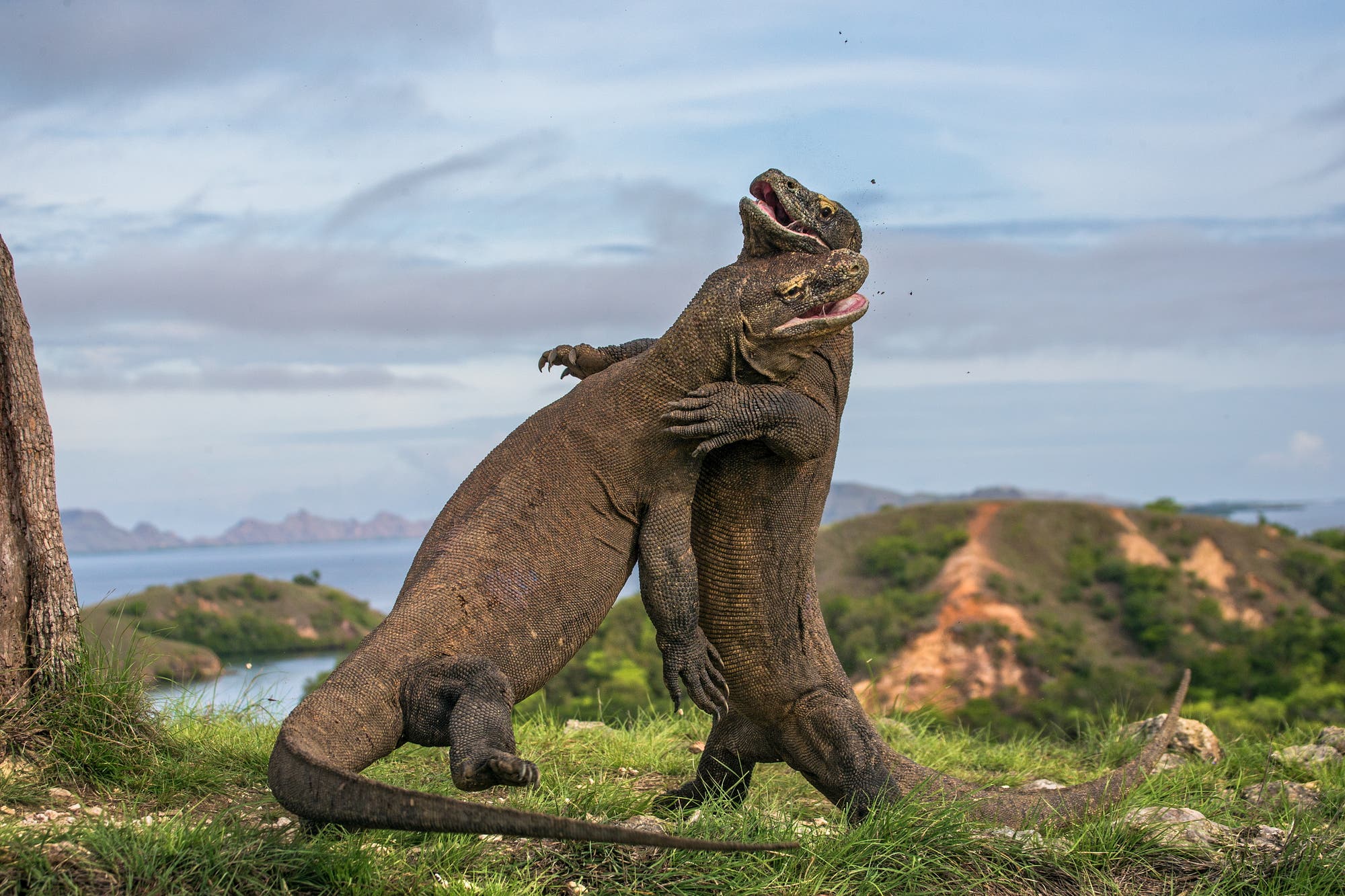 Der Speichel von Komodowaranen enthält gefährliche Bakterien