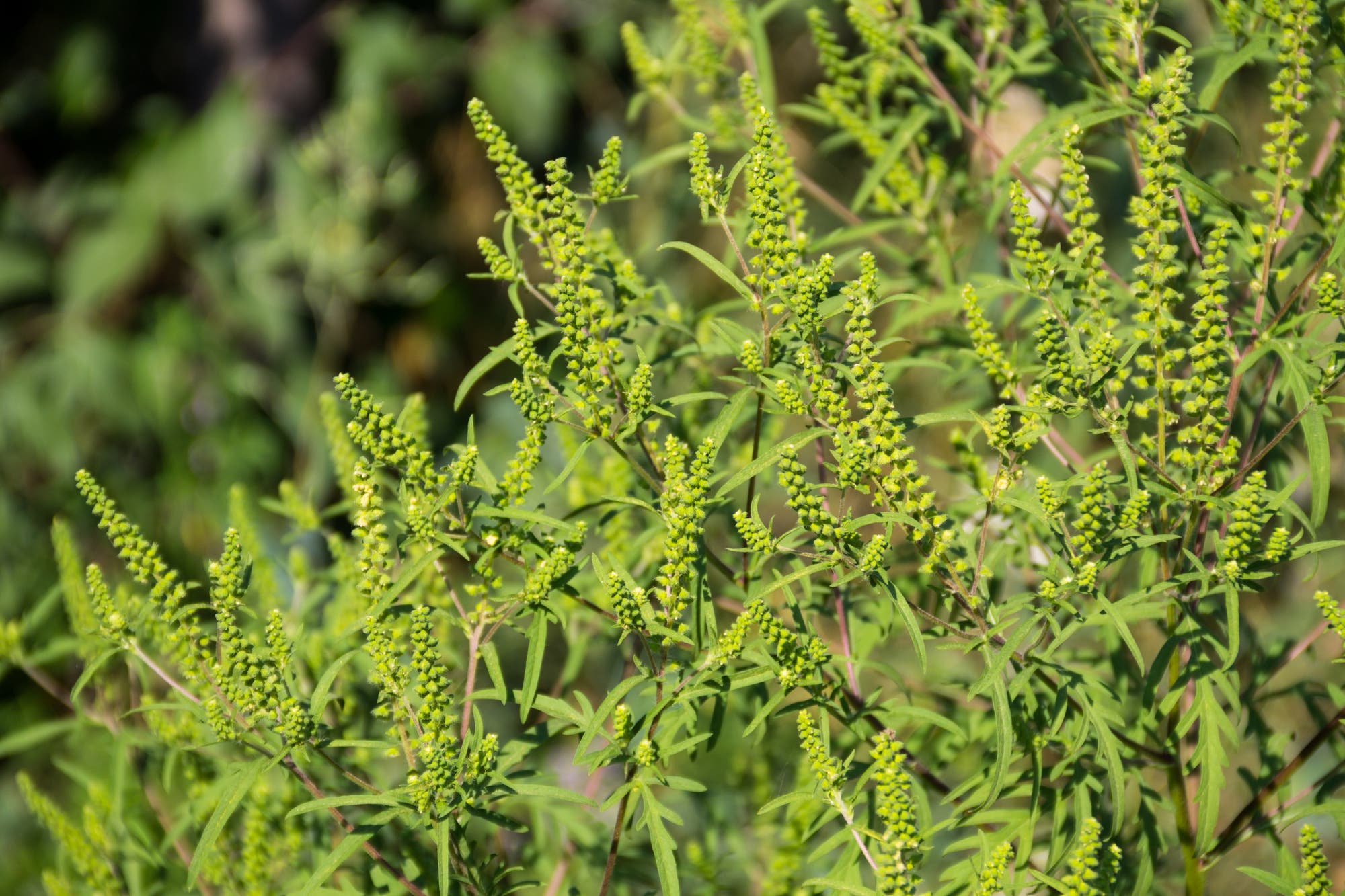 Beifußblättriges Traubenkraut (Ambrosia artemisiifolia)