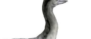 Donnervogel Donnervogel