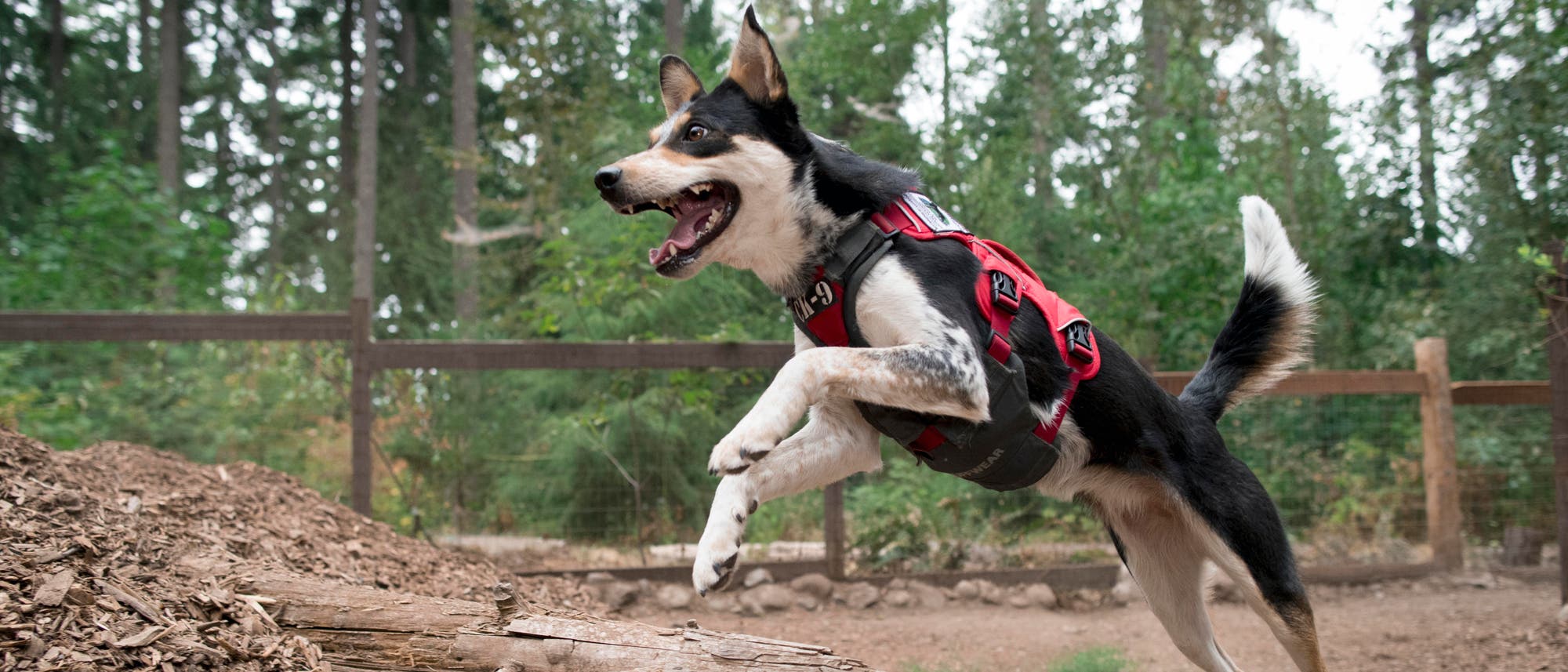 Spürhund Athena Spürhund Athena