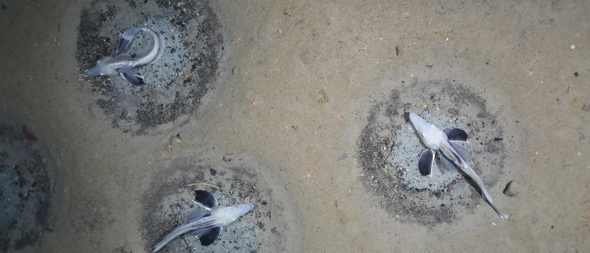 Eisfische sitzen auf ihren Nestern im Weddellmeer Eisfische sitzen auf ihren Nestern im Weddellmeer