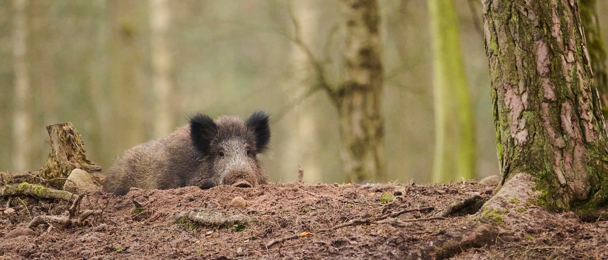 Ein Wildschwein in einem Wald in Bayern. Ein Wildschwein in einem Wald in Bayern.