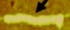 DNA-Transistor DNA-Transistor