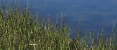 <i>Spartina alterniflora</i> <i>Spartina alterniflora</i>