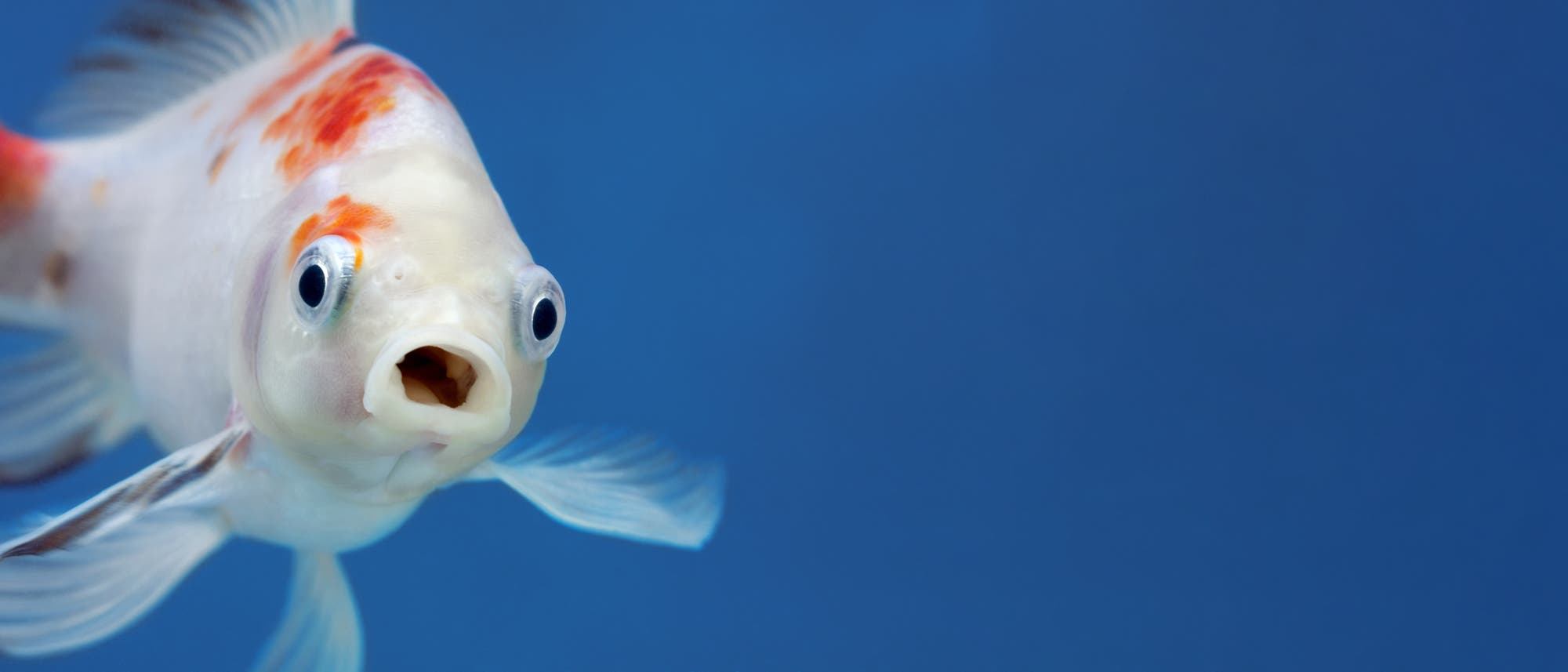 Nachaufnahme eines weiß-orangen Fisches, der mit weit geöffnetem Maul in die Kamera schaut.