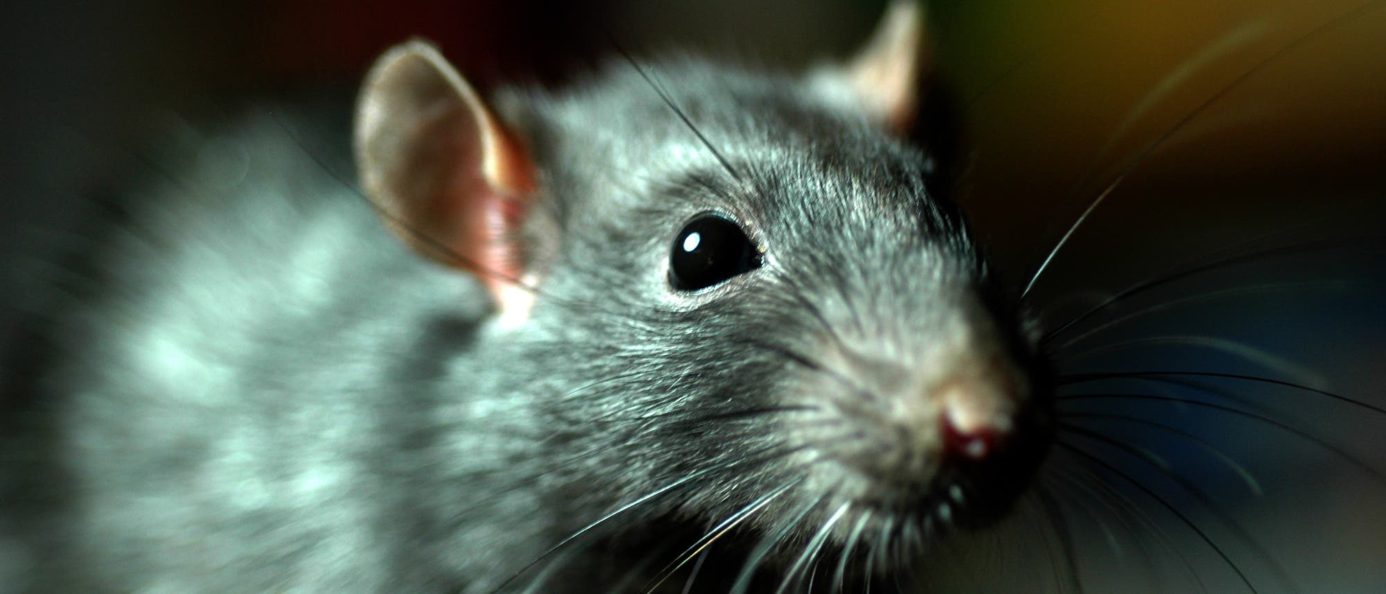 Ratten übertragen direkt die Pest Ratten übertragen direkt die Pest