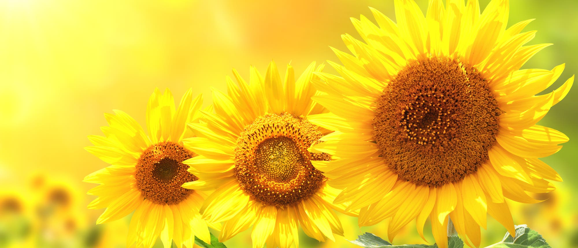 Sonnenblumen Sonnenblumen