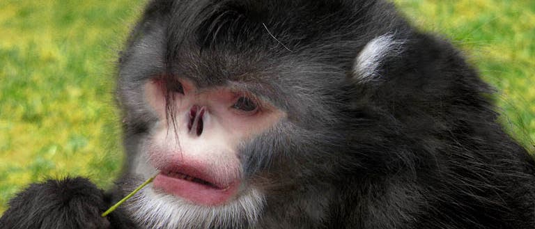Bisher gibt es noch keinerlei Aufnahmen der neuen Affenart aus Myanmar. Diese Rekonstruktion beruht auf Beobachtungen und einem gefundenen Kadaver des <i>Rhinopithecus strykeri </i>. Bisher gibt es noch keinerlei Aufnahmen der neuen Affenart aus Myanmar. Diese Rekonstruktion beruht auf Beobachtungen und einem gefundenen Kadaver des <i>Rhinopithecus strykeri </i>.
