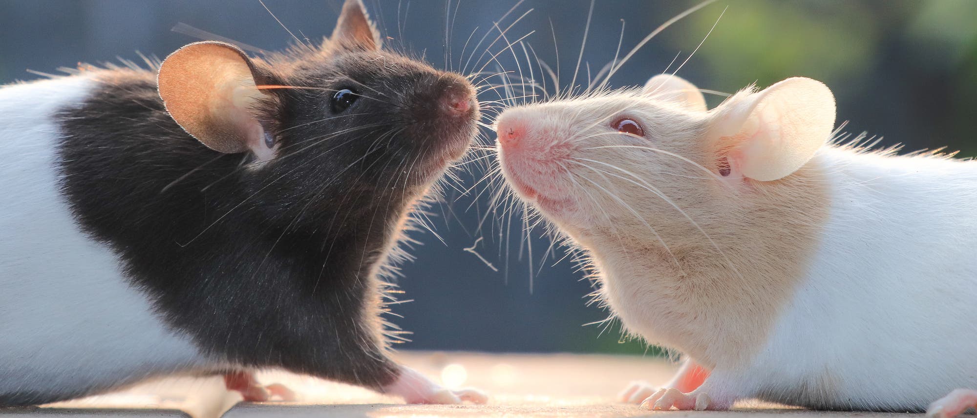 Zwei Ratten beschnuppern sich