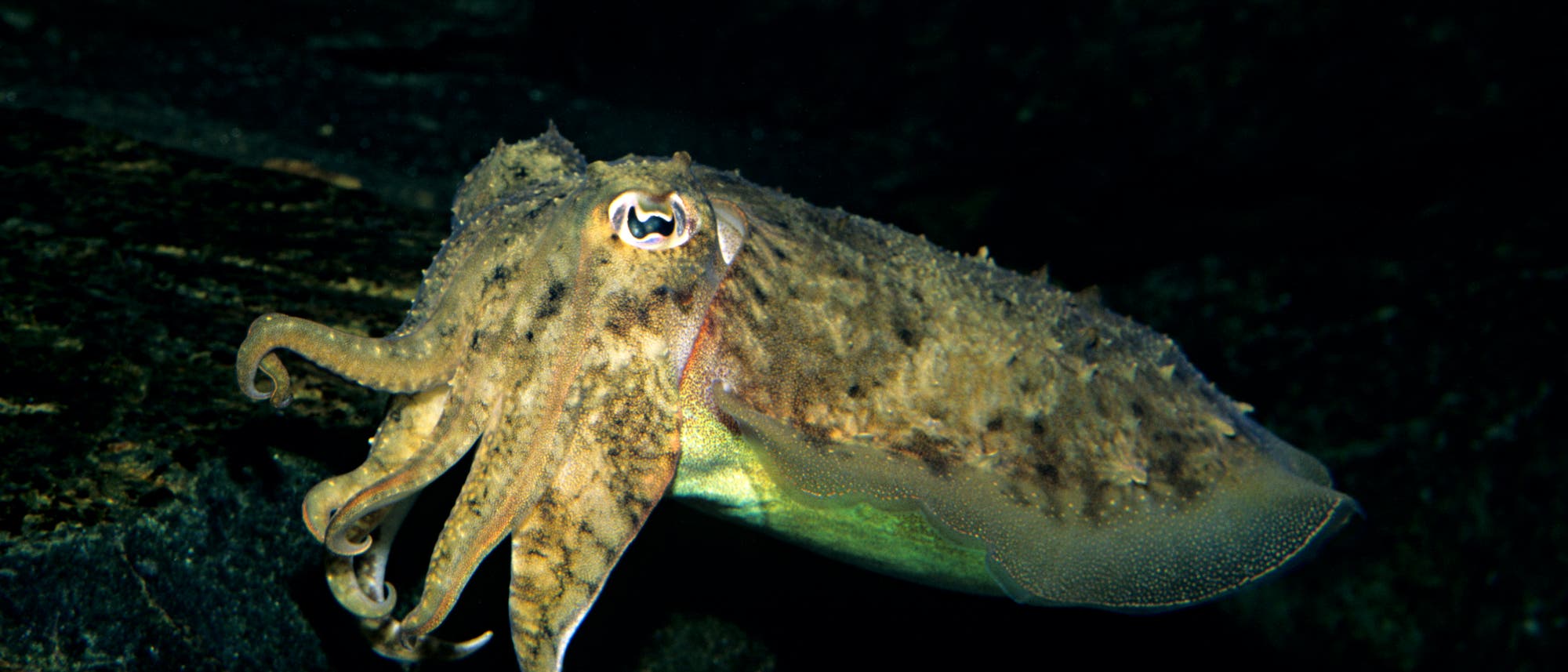 Eine Sepia schwimmt in einem dunklen Unterwasserumfeld. Ihr Körper ist gut getarnt mit der Umgebung, was ihre Fähigkeit zur Tarnung zeigt. Die Tentakel sind deutlich sichtbar, und das Tier scheint sich langsam zu bewegen. Es gibt keine sichtbaren Texte oder Links im Bild. Eine Sepia schwimmt in einem dunklen Unterwasserumfeld. Ihr Körper ist gut getarnt mit der Umgebung, was ihre Fähigkeit zur Tarnung zeigt. Die Tentakel sind deutlich sichtbar, und das Tier scheint sich langsam zu bewegen. Es gibt keine sichtbaren Texte oder Links im Bild.