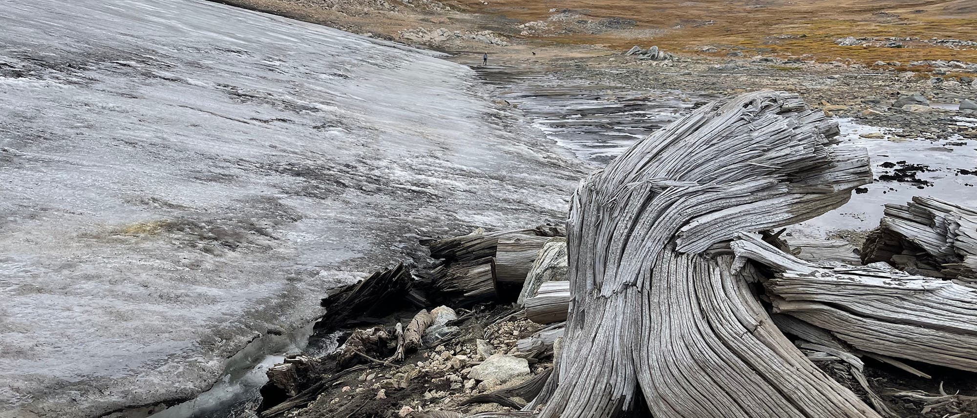 Eisfläche in den Rocky Mountains und daneben jahrtausendealtes Kiefernholz Eisfläche in den Rocky Mountains und daneben jahrtausendealtes Kiefernholz