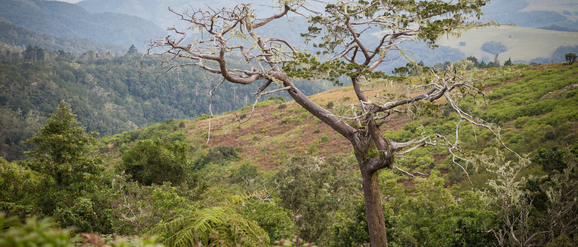 Die Zypresse Widdringtonia whytei am Mount Mulanje in Malawi. Die Zypresse Widdringtonia whytei am Mount Mulanje in Malawi.