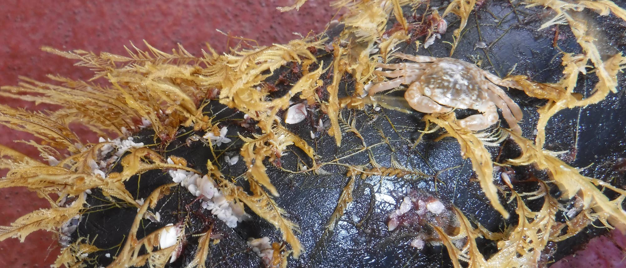 Tiere besiedeln Müll Tiere besiedeln Müll