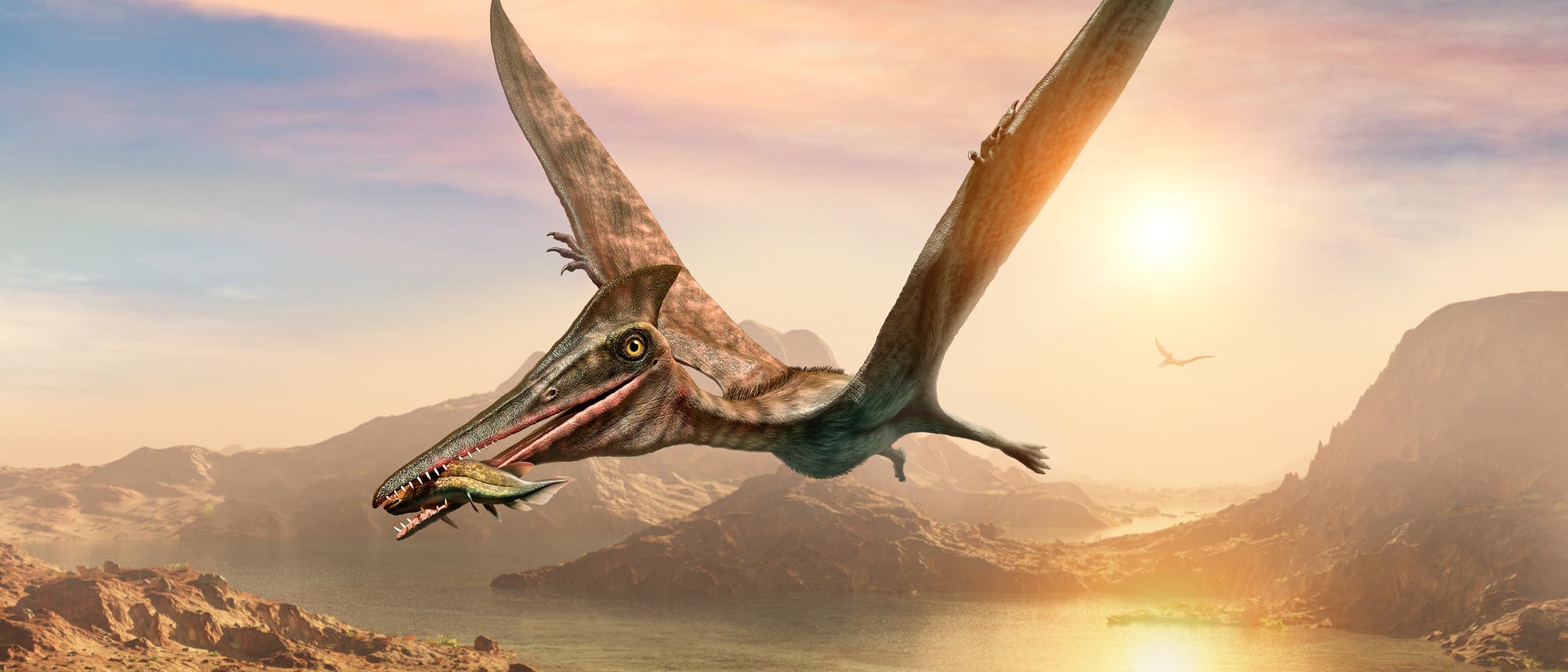 Pterosaurier Pterosaurier