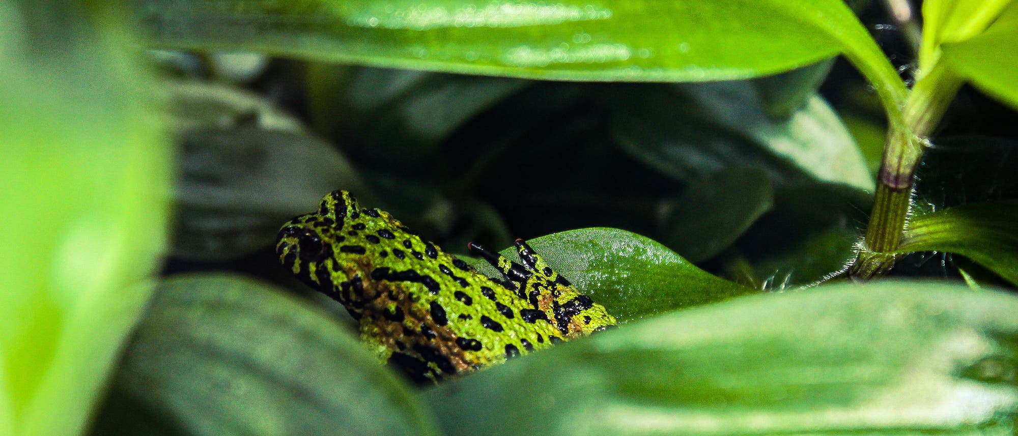 Frosch im Grünen Frosch im Grünen