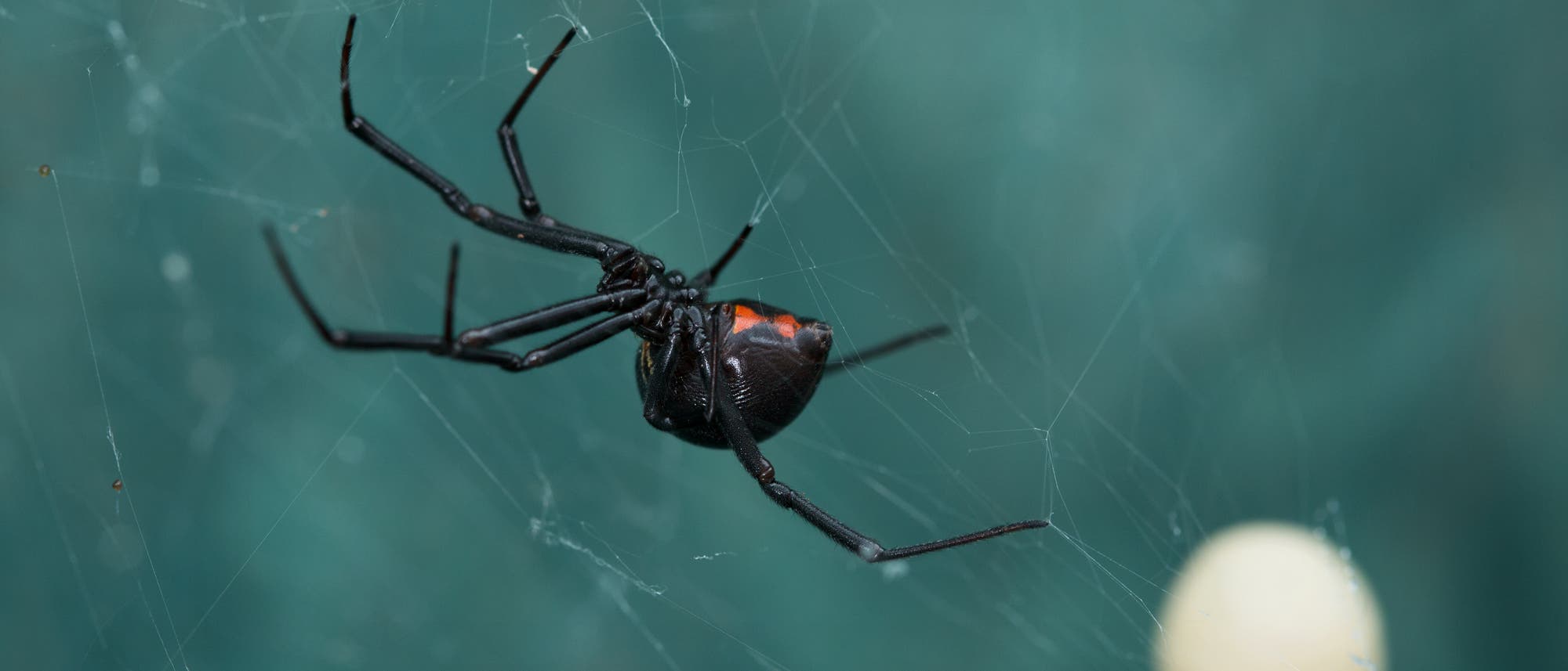 Eine Witwen-Spinne Eine Witwen-Spinne