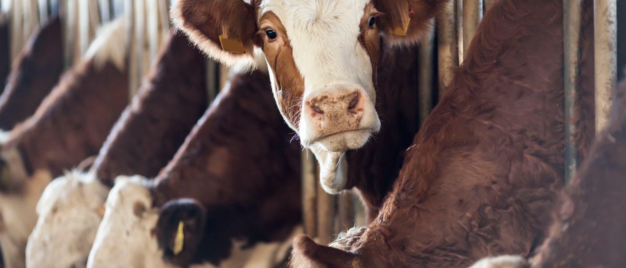 Feinstaub aus der Landwirtschaft Feinstaub aus der Landwirtschaft