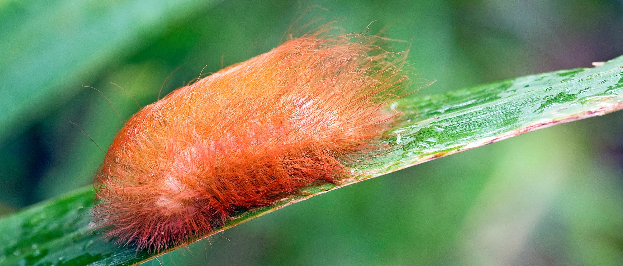 Raupe von Megalopyge albicolli auf einem Blatt