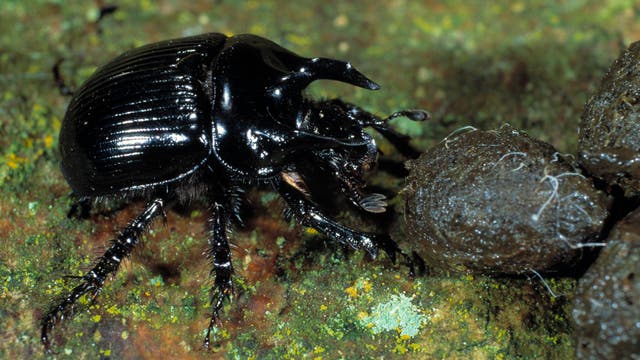 Ein glänzend schwarzer Stierkäfer arbeitet an Kotkügelchen auf einem mit Flechten überzogenen Untergrund