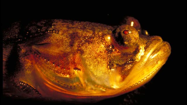 Der sinister beleuchtete Kopf eines Bootsmannfischs. Viel hübscher wird der aber auch bei Lichte nicht - die Gattung Porichthys heißt nicht umsonst auf Deutsch Froschfische