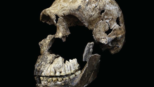 Homo naledi Schädel