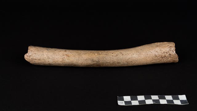 Dieser Oberschenkelknochen eines Neandertalers aus der Hohlenstein-Stadel-Höhle ist rund 125 000 Jahre alt. In ihm aufgespürte DNA-Sequenzen belegen Kontakte der Neandertaler mit dem frühen Homo sapiens.
