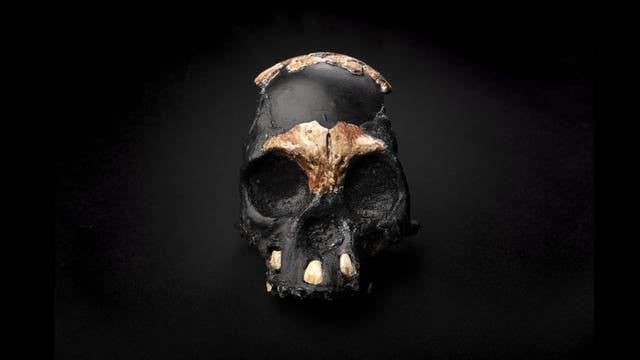 Leti, das Kind aus der Dinaledi-Höhle