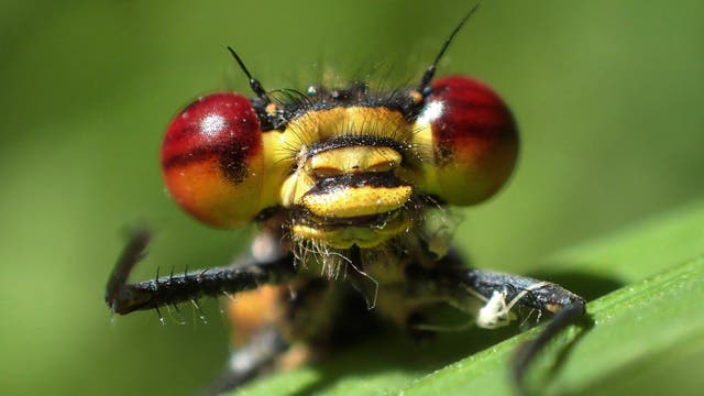 Eine Nahaufnahme einer Libelle mit leuchtend roten Augen und einem gelben Gesicht, die auf einem grünen Blatt sitzt. Die Details der Facettenaugen und der feinen Härchen sind deutlich sichtbar. Der Hintergrund ist unscharf und grün, was die Libelle hervorhebt.