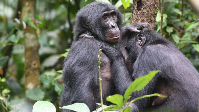 Zwei Bonobos umarmen sich in einem dichten, grünen Wald. Einer der Bonobos schaut aufmerksam in die Ferne, während der andere seinen Kopf an die Schulter des ersten lehnt. Die Umgebung ist üppig mit Blättern und Bäumen, die eine natürliche, friedliche Atmosphäre schaffen.